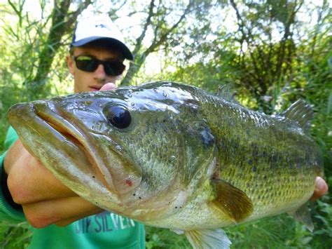 Comment Optimiser la Pêche du Black Bass en Étang?