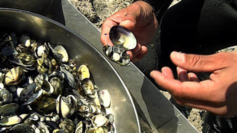 Quelles sont les nouvelles règles de pêche à la palourde à l'Étang de Berre?