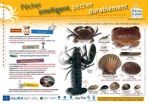 Règlementation de la Pêche à Pied en Côtes d'Armor : Détails et Informations